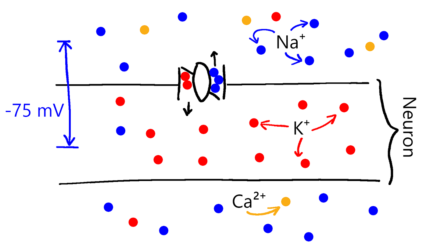 A crude depiction of a Na⁺-K⁺ pump, one of the mechanisms maintaining the ion balance in the neuron. Na⁺-K⁺ pump removes three Na⁺ ions for two K⁺ ions. A crude depiction of a Na⁺-K⁺ pump, one of the mechanisms maintaining the ion balance in the neuron. Na⁺-K⁺ pump removes three Na⁺ ions for two K⁺ ions.