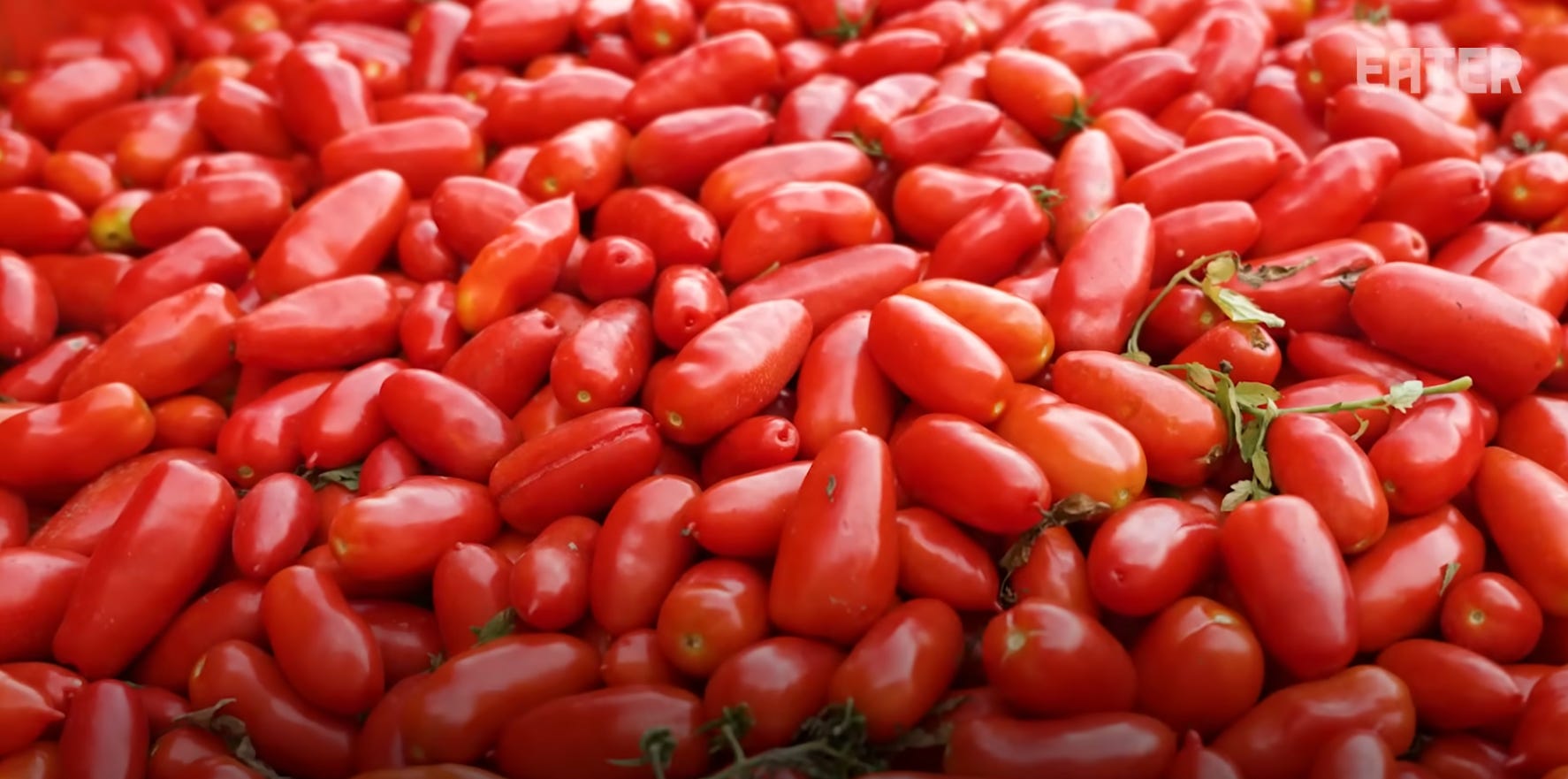 The world's most famous tomato - by Anna Muckerman