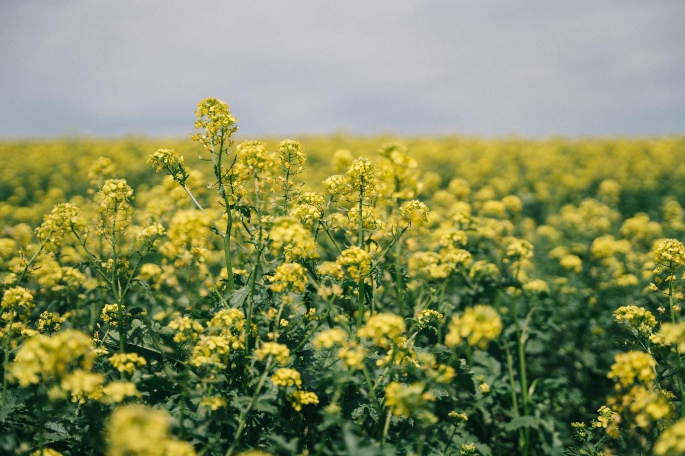mad agriculture cavagnero 024