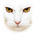 El Gato Blanco's avatar