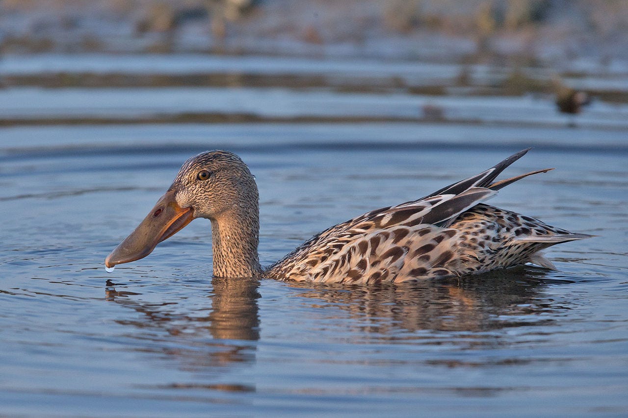 female northern shoveler