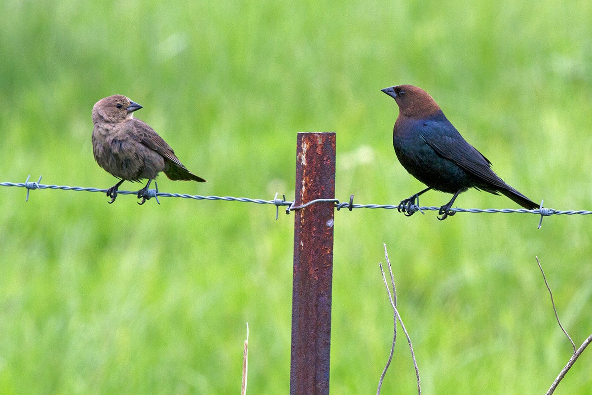 A female, left, and male cowbird perch on a wire fence. They appear to be looking at one another. Both birds are adults.
