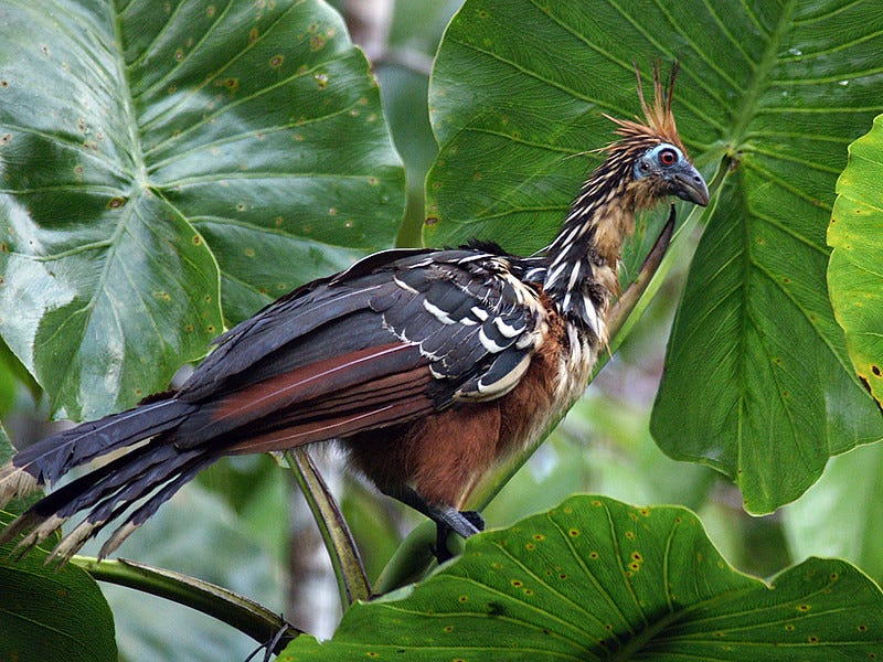 hoatzin nella foresta amazzonica