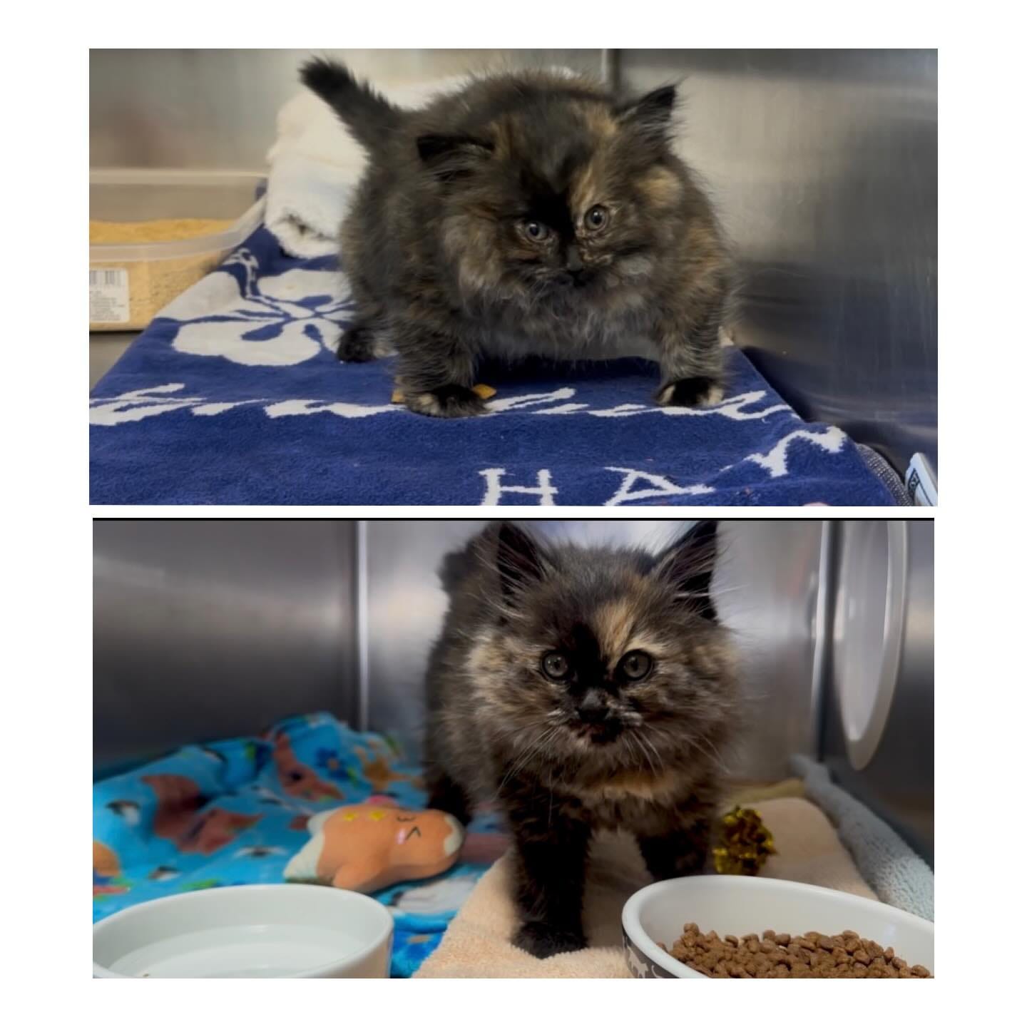 May be an image of kitten, tortoiseshell cat and text May be an image of kitten, tortoiseshell cat and text