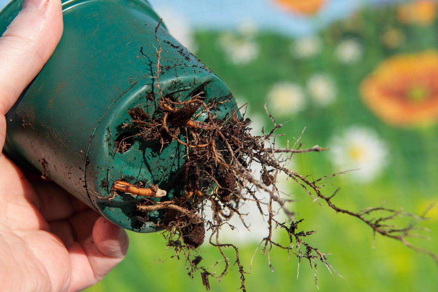 ID: Red maple seedling roots poking through a green 4 inch nursery pot