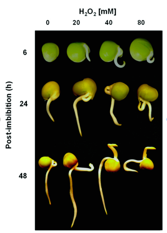 a chart shows images of a seed at various stages of development