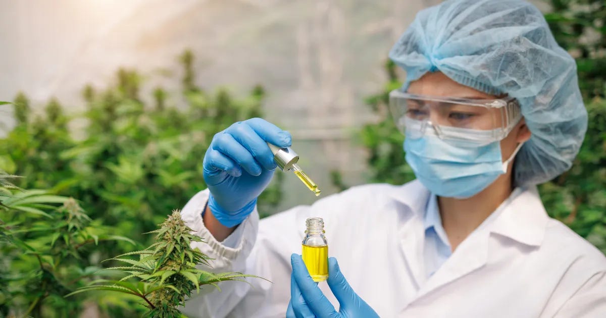 ci_news_cannabiscompany
