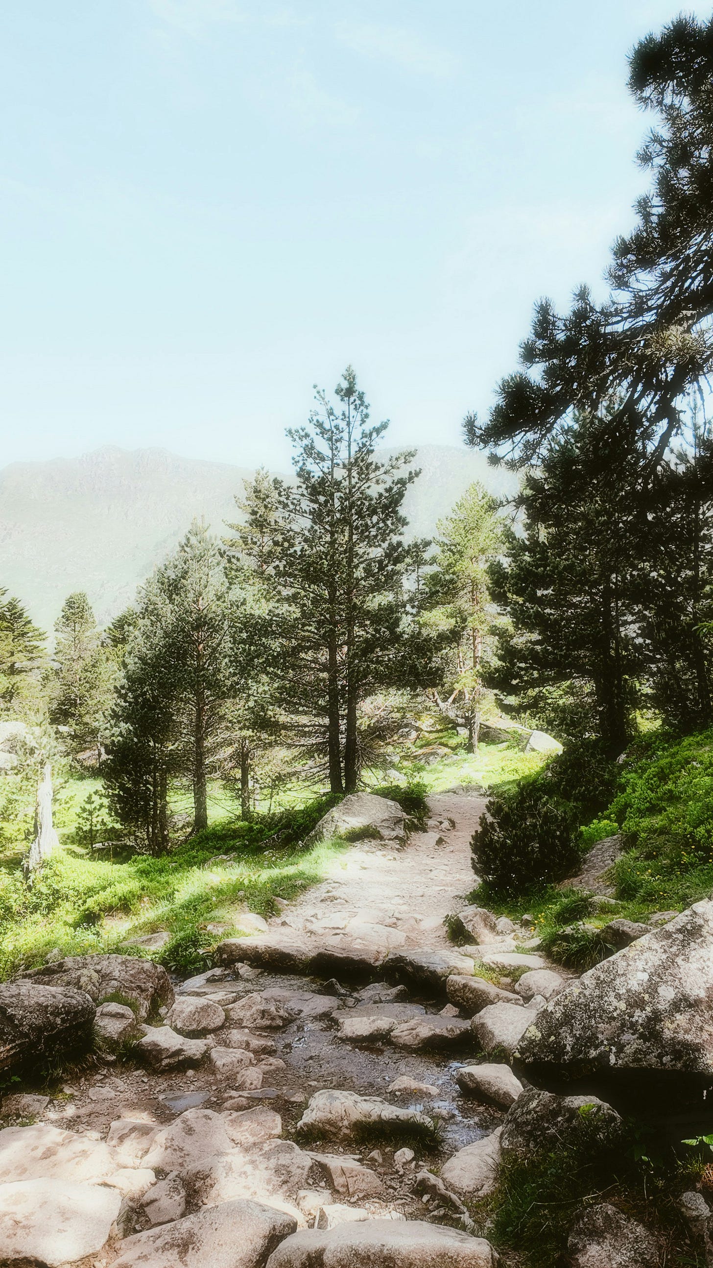 Rocky trail winding through pine trees toward distant mountains, sunlight filtering through the branches. Rocky trail winding through pine trees toward distant mountains, sunlight filtering through the branches.