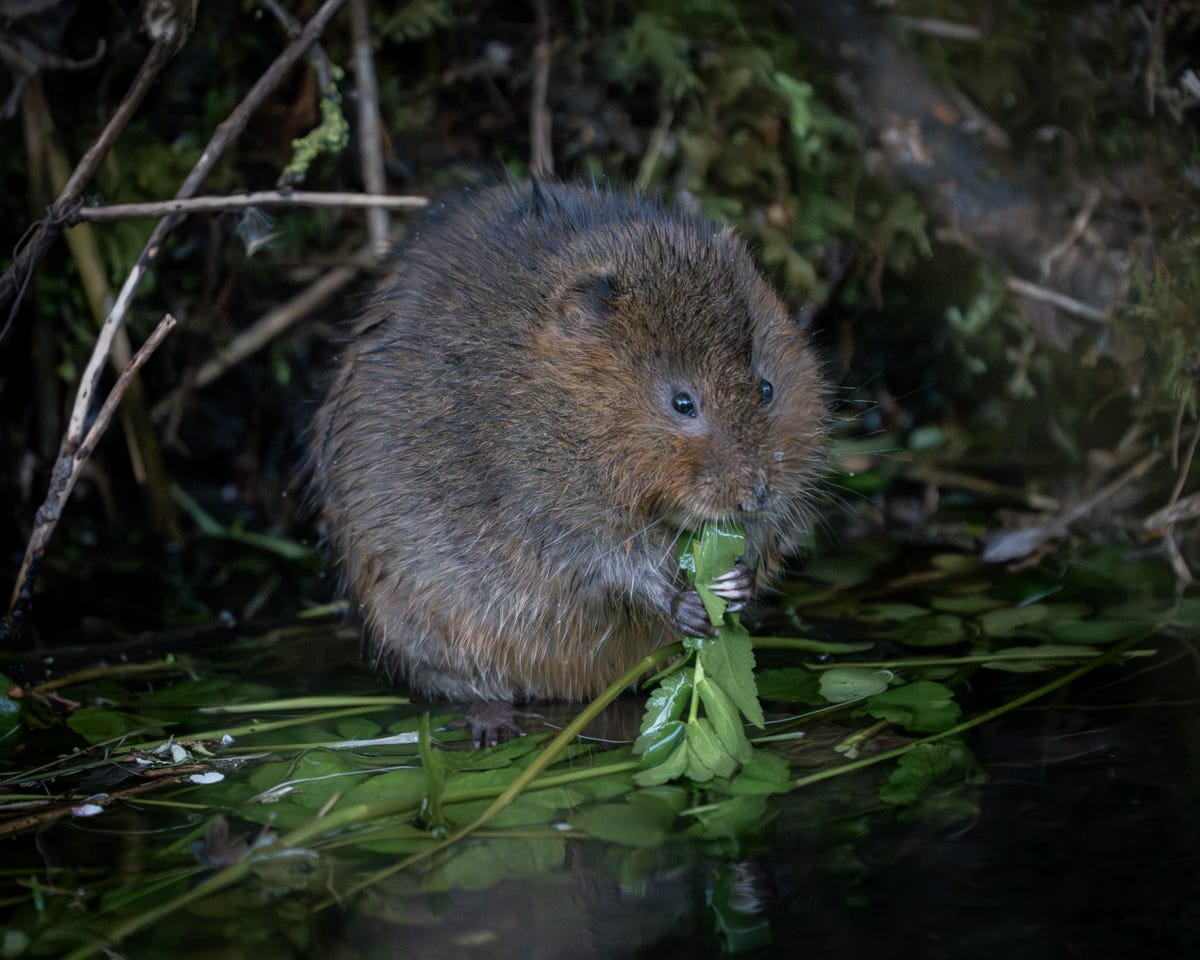 A round, brown watervole with some fresh green shoots in its tiny paws