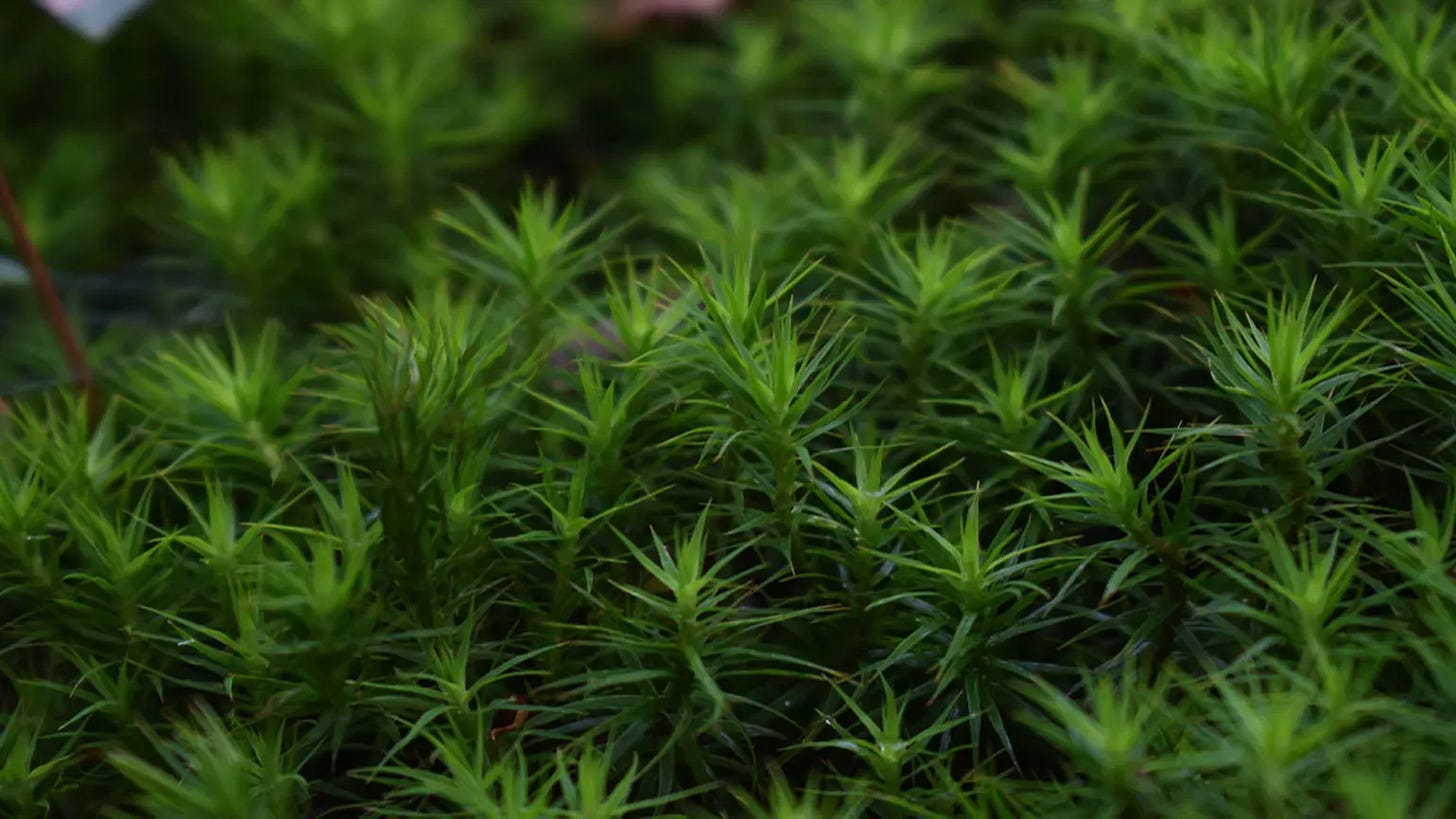 Close-up picture of a moss from the Kew Gardens moss blog.