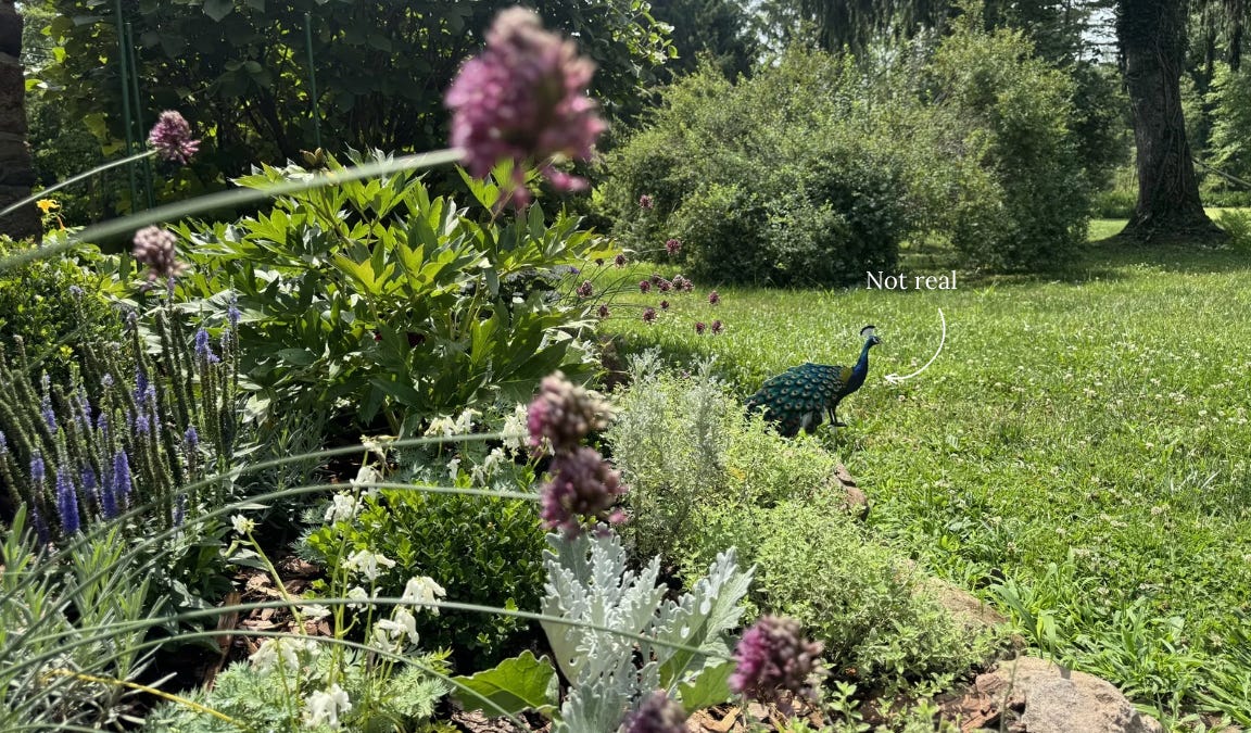 Have You Fed the Peacocks?