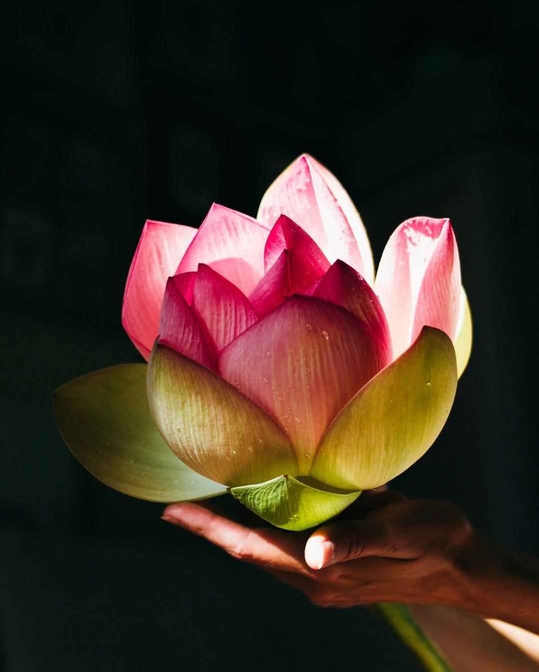 pink and white lotus flower