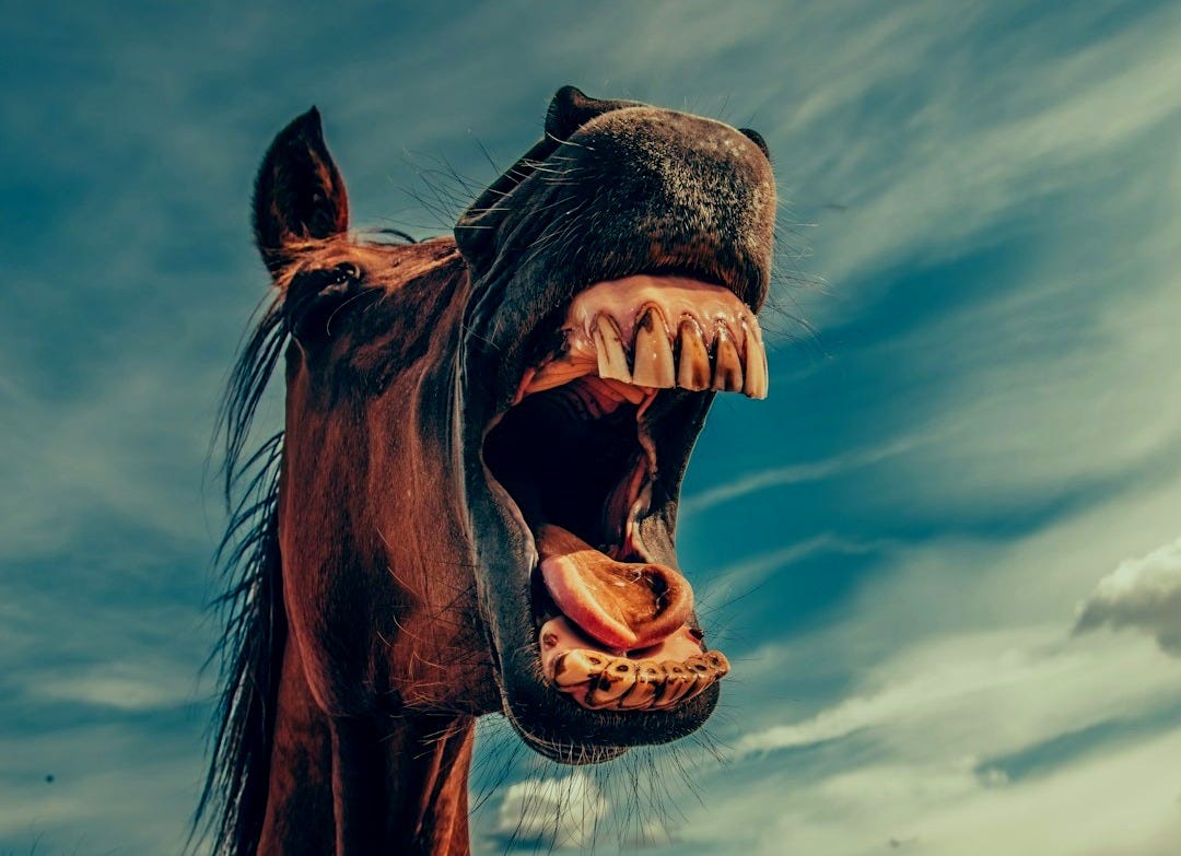 photo of shouting horse under cloudy sky photo of shouting horse under cloudy sky