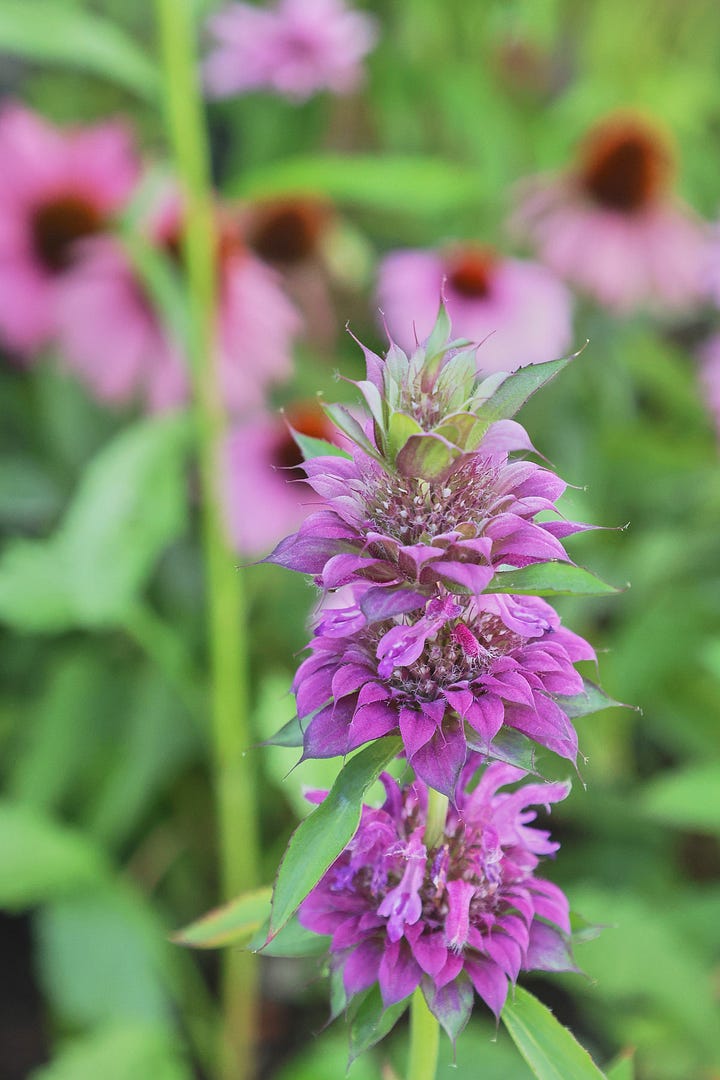 bee balm and bergamot flowers