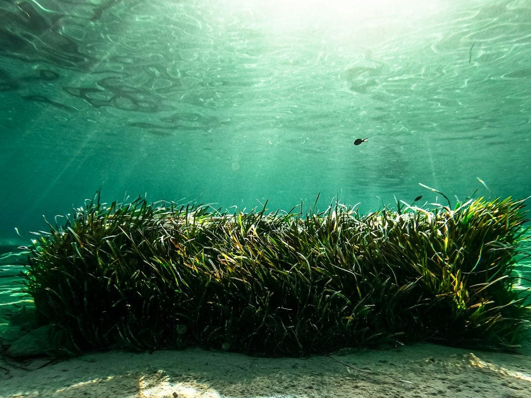 Les herbiers marins, alliés méconnus contre le réchauffement climatique Les herbiers marins, alliés méconnus contre le réchauffement climatique