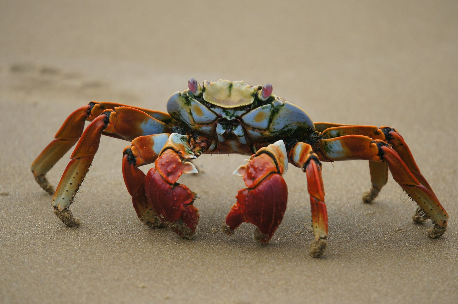 Ocean crab walking across the sand in the Galapagos Islands.
#crab #ocean #beach #galapagos. Ocean crab walking across the sand in the Galapagos Islands.
#crab #ocean #beach #galapagos.