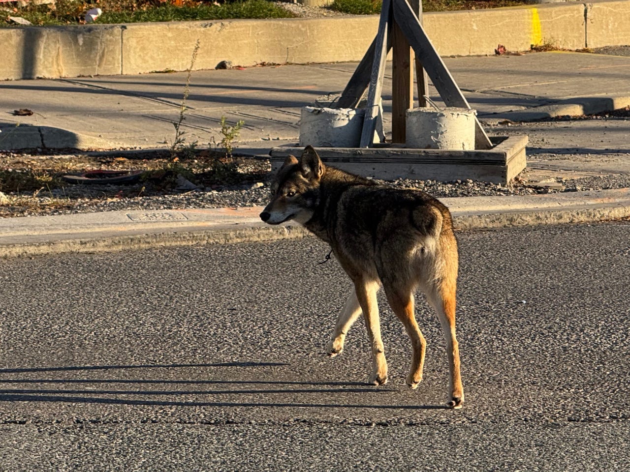 Image of a coyote missing its tail crossing a suburban city street while looking back at the photographer.