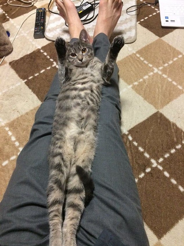 Cats are captured stretching out at home | Daily Mail Online