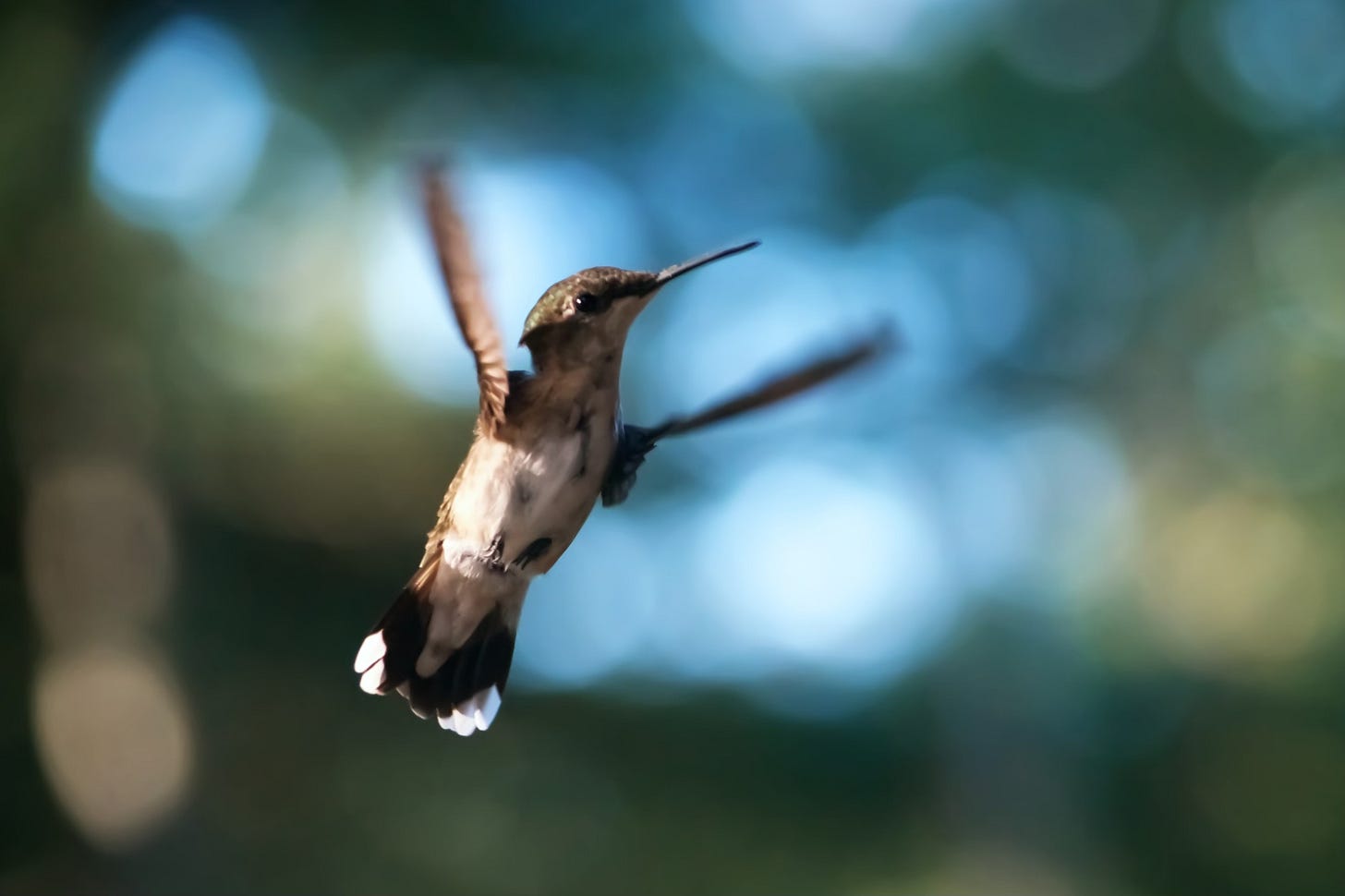 A female Ruby-throated Hummingbird quickly changes direction, its wings caught in the middle of a figure-eight stroke.