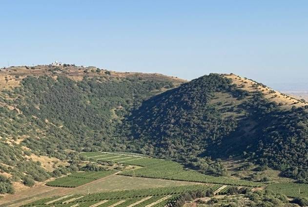 A green hills with trees

AI-generated content may be incorrect.