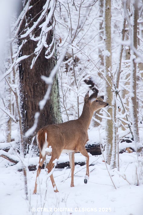 A collection of 9 images celebrating winter with deer, ducks, eagles, squirrels, and other scenic images