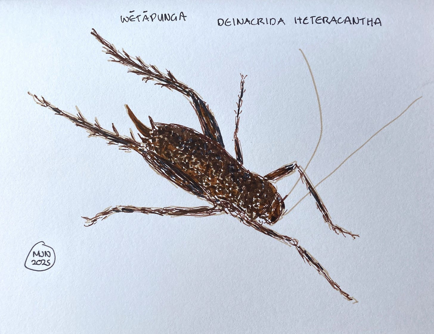 A felt pen drawing of a brown insect with spiky legs, wētāpunga, Deinacrida heteracantha