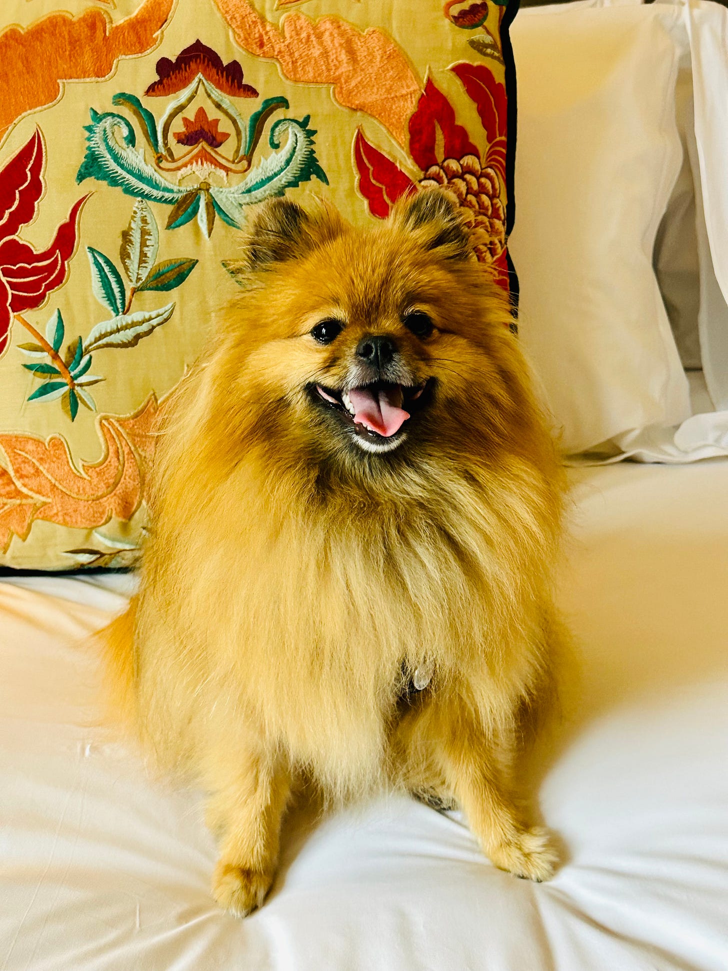 Siena Luna pomeranian dog - posing for the photo