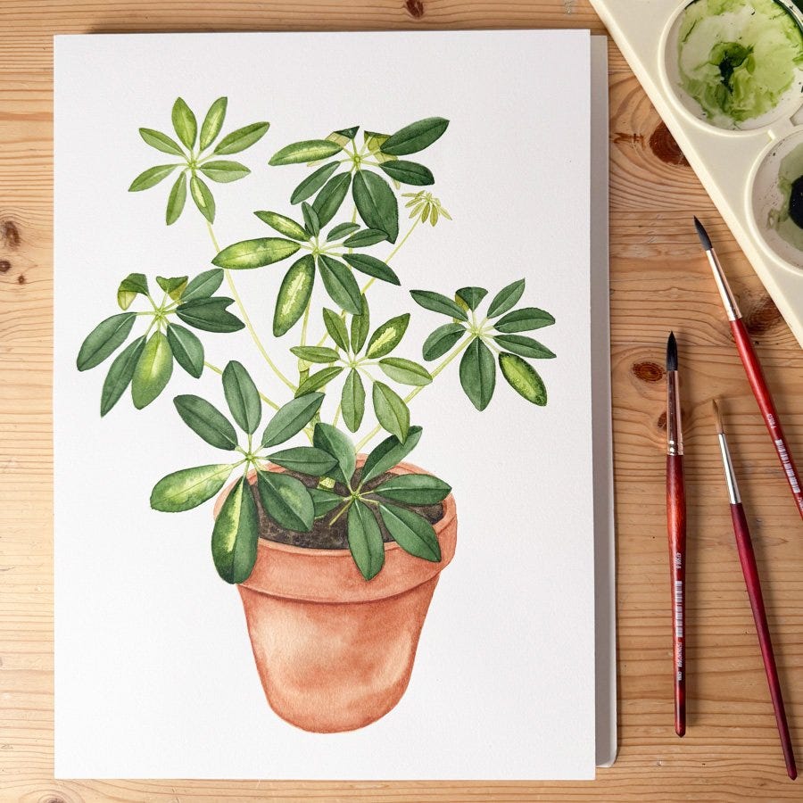 A beautiful watercolor portrait of a schefflera plant in a clay pot by artist Anne Butera