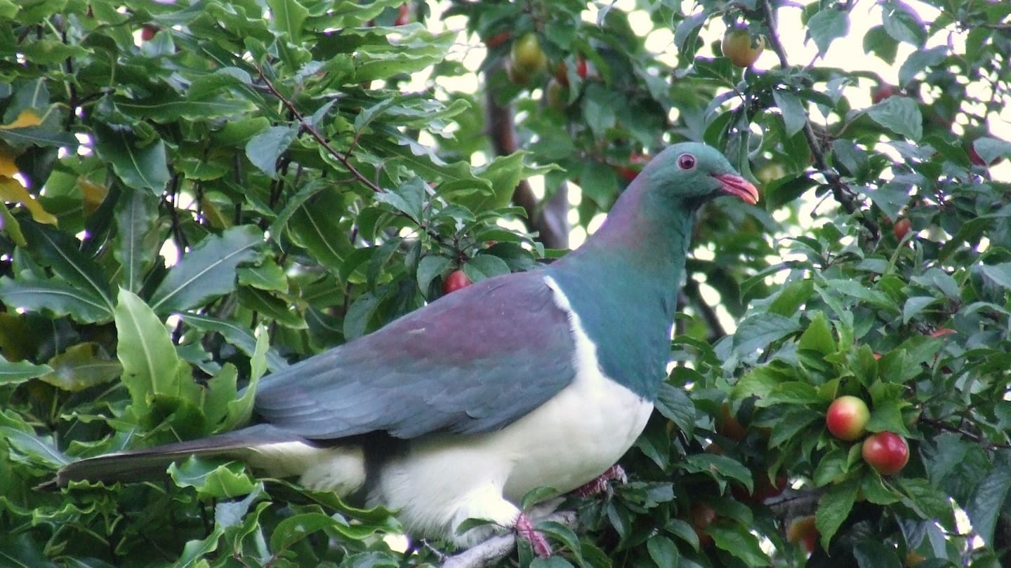 Locals in South Westland are being asked to keep an eye out for the intoxicated kereru. Photo / Wairarapa Times-Age