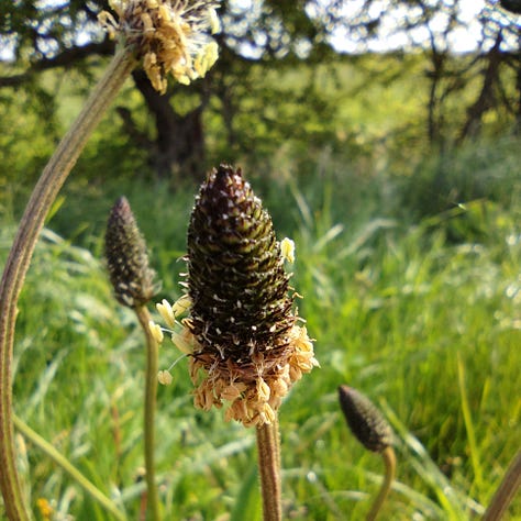 White petals of lesser stickwort flowers, flowering heads of plantain and the white hooded flowers of dead nettle.