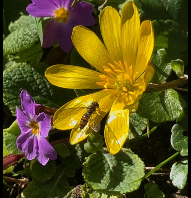 ჩვენ აჭარიდან | ნაკადი 1. ვიდ.1.