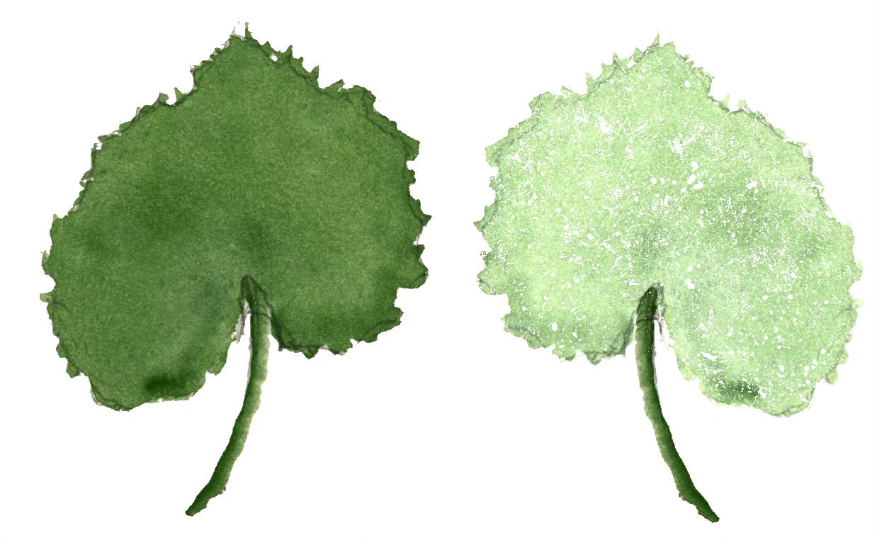 illustration of the front and back of a colt's foot leaf