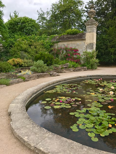 The waterlily pond at Oxford Botanic Garden