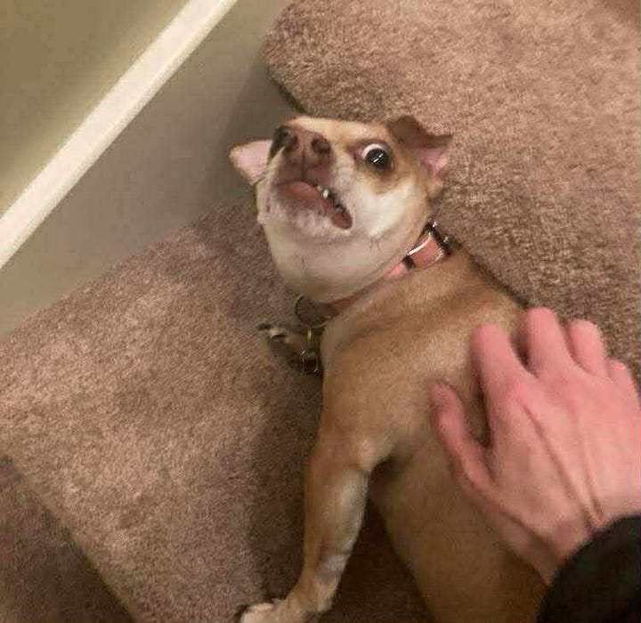 Ari's cute little dog Eponine.