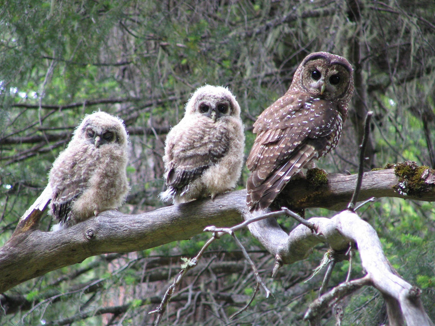Adult northern spotted owl with two fledglings perched on branch on June 12, 2006.