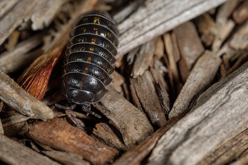 File:Armadillidiidae - Pill Bug - Roly Poly - Grant Peier.jpg
