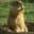 Marmot's avatar