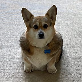 A picture containing dog

Description automatically generated