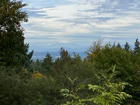 Colorful trees in the Oregon Hoyt Arboretum