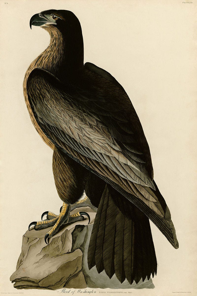 Audubon Plate illustrating the "Bird of Washington," which bears an uncanny similarity to a young bald eagle Audubon Plate illustrating the "Bird of Washington," which bears an uncanny similarity to a young bald eagle