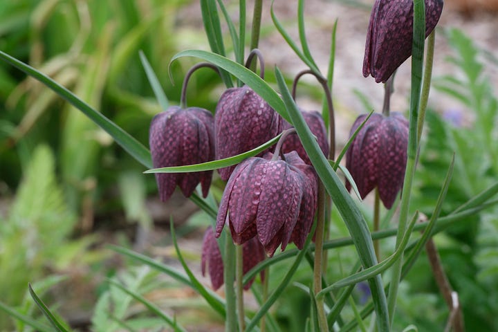 Fritillaria meleagris