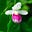 LadySlippers's avatar
