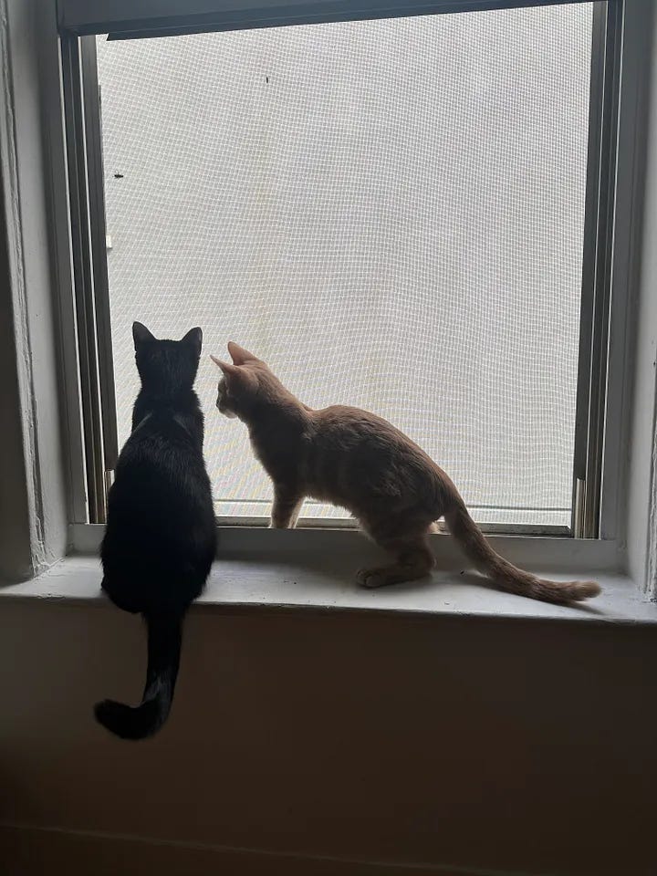 Chester and Sylvester sitting in a window with their backs to the camera. In the second photo, Chester leans in as if to kiss Sylvester on the cheek.