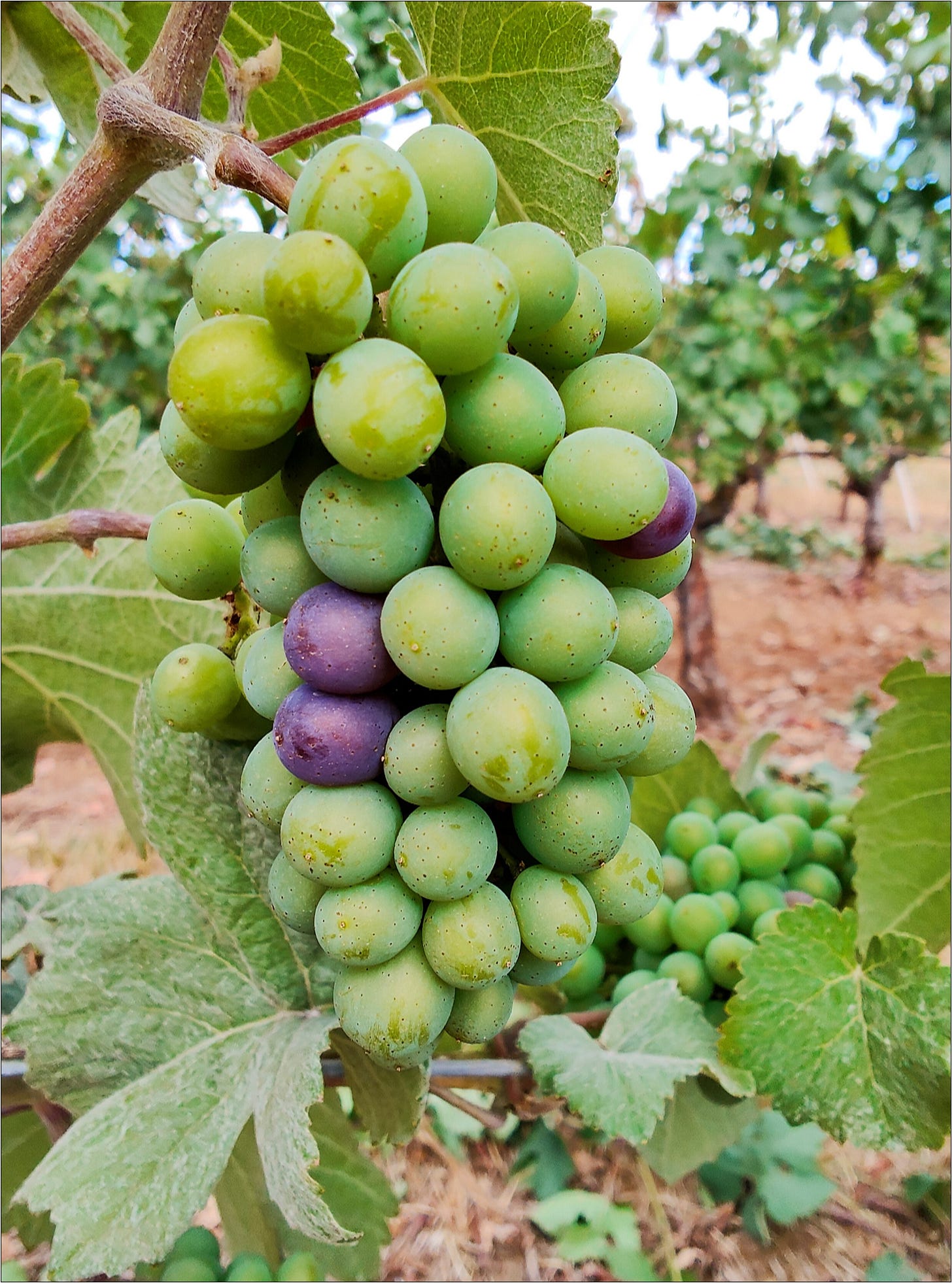 Wine berry by berry, advancing toward The Great Cluster Pluck.