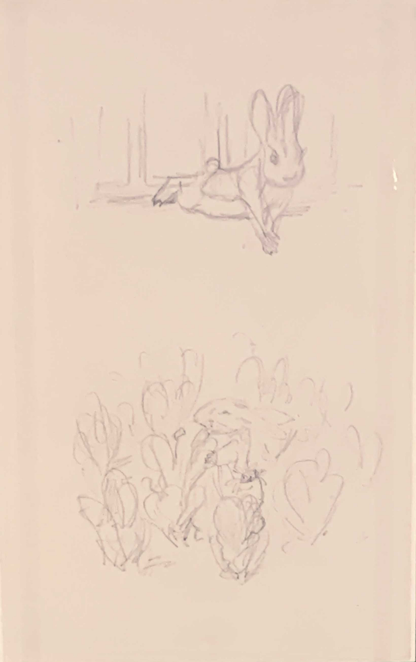 Beatrix Potter Peter Rabbit sketches