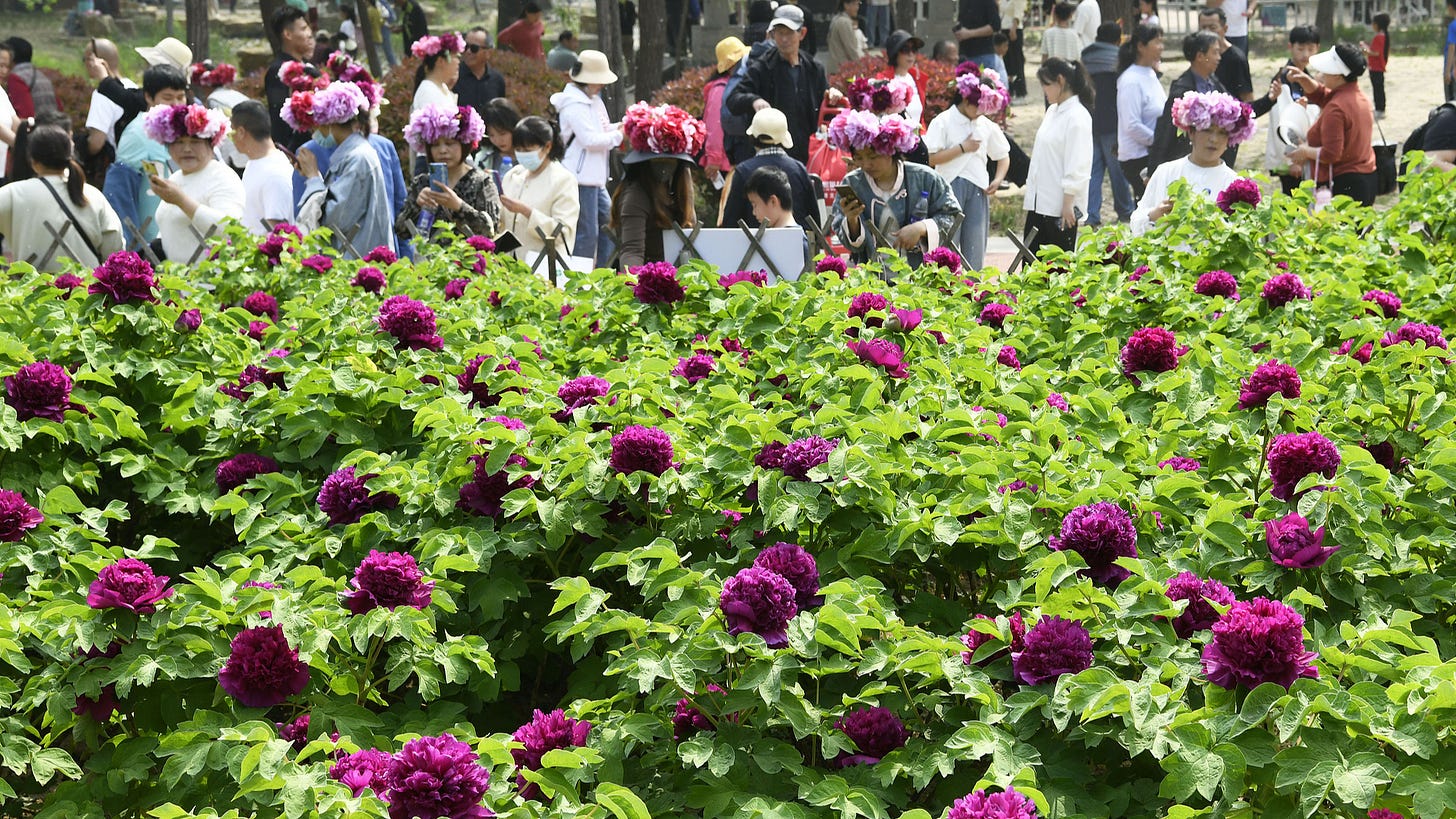 Tourists enjoy peonies in a peony garden in Heze, east China's Shandong Province, April 13, 2024. /VCG