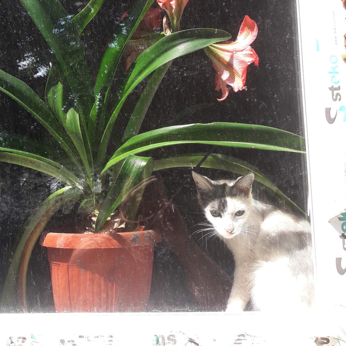 The Cat Must Still Be Fed cover art