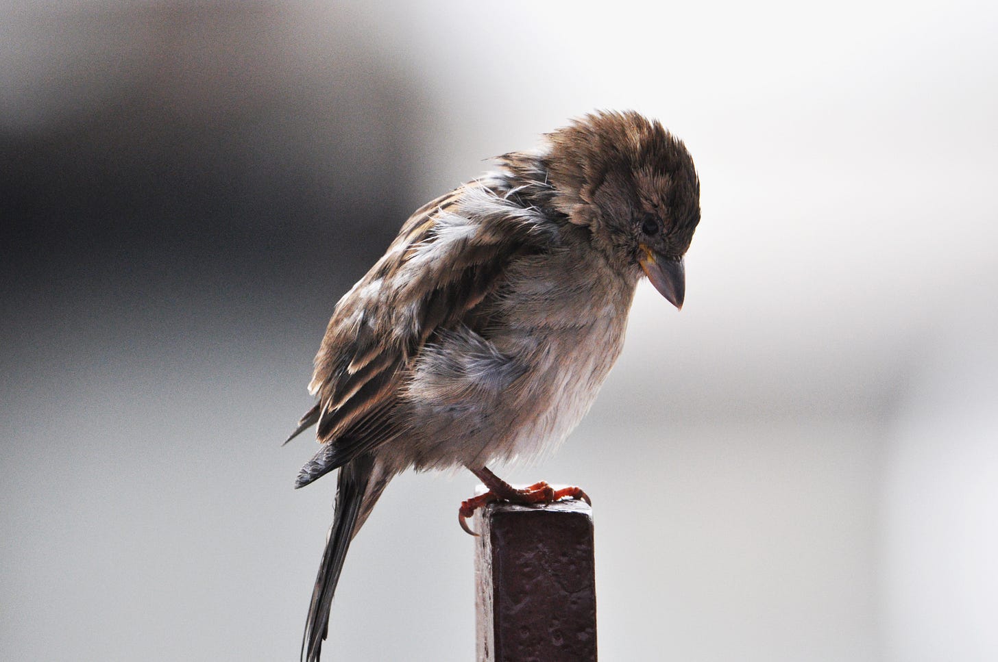 File:Alone Bird.jpg - Wikimedia Commons Small brown bird stands on a square perch