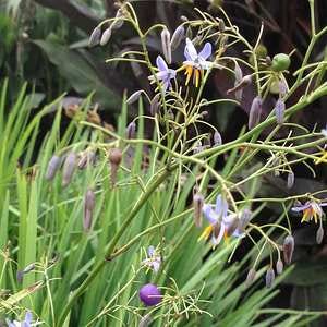 Image of Dianella caerulea King Alfred ['John316'] PP20,794