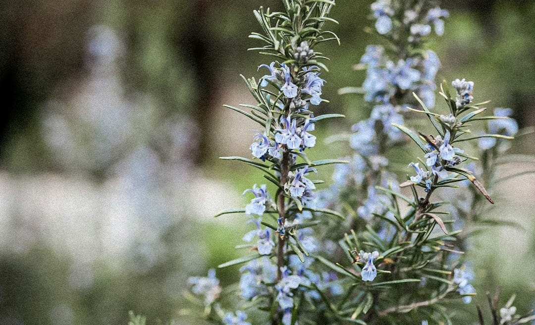 purple flower in tilt shift lens